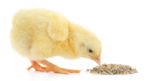 SFOG Webinar Series: Axitan- Rethinking Animal Agriculture